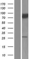 CACNB2 Protein (Over-Expression Lysate Myc-DDK (Flag))