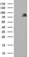 Monoclonal Mouse anti-Human TPRKB Antibody (clone OTI1E9, IHC, WB)