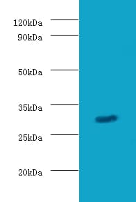 GZMB / Granzyme B Antibody (FITC)