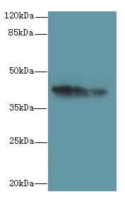GPR17 Antibody