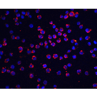 CFLAR / FLIP Antibody