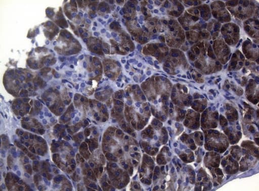 Monoclonal Mouse anti-Human SHMT / SHMT2 Antibody (clone OTI1E6, IHC)