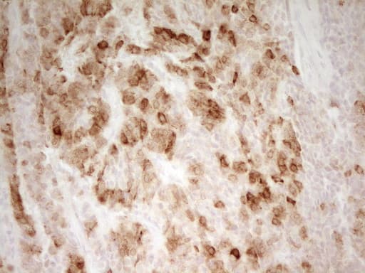 PON3 Antibody (aa30-319, clone OTI1F12)