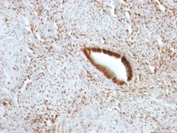 NCL / Nucleolin Antibody (clone NCL/902, Ready-to-Use)