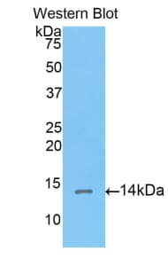 CORIN Antibody (aa533-634, PE)