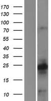 CALY Protein (Over-Expression Lysate Myc-DDK (Flag))