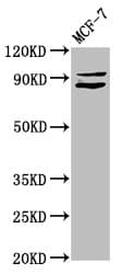 MED15 / ARC105 Antibody