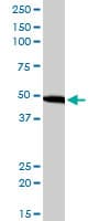 Monoclonal Mouse anti-Human EIF2S2 Antibody (clone 2F3, IHC, WB)