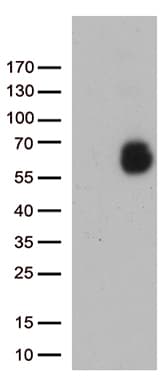 GPC1 / Glypican Antibody (aa24-530, clone OTI8F3, Carrier-free)
