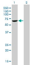 FANCG Antibody (clone 2C8)