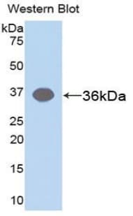 ARG1 / Arginase 1 Antibody (aa1-322, clone C7)