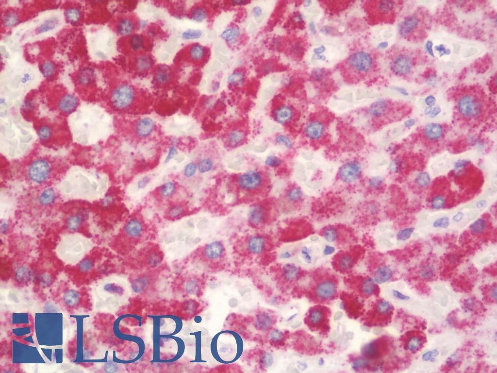IHC-plus™ Monoclonal Mouse anti-Human HSPD1 / HSP60 Antibody (clone 4E101, aa383-419, IHC, WB)