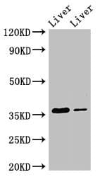 GRHPR / Glyoxylate Reductase Antibody