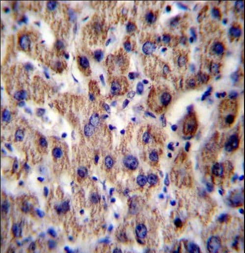 ATP5J Antibody (aa28-56)