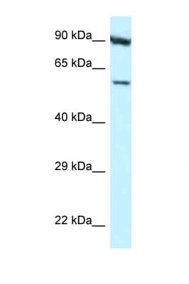 ORC3L / ORC3 Antibody (aa43-92)