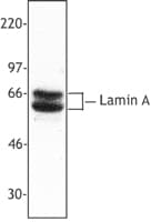PathPlus™ LMNA / Lamin A+C Antibody (C-Terminus)