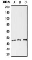 CXADR Antibody (N-Terminus)