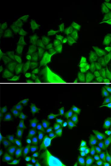 BCL2L14 / BCL-G Antibody