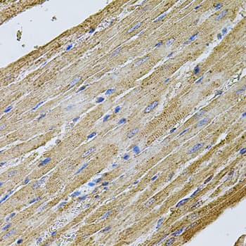 CDH16 / Cadherin 16 Antibody