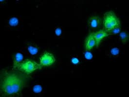 MAPK12 / ERK6 / SAPK3 Antibody (clone OTI3D4, Carrier-free)
