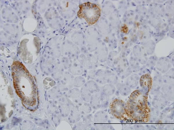 Monoclonal Mouse anti-Human FXYD2 Antibody (clone 1C3-B3, IHC, WB)