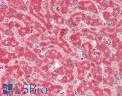 IHC-plus™ PON1 / ESA Antibody