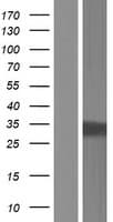 PHYHD1 Protein (Over-Expression Lysate Myc-DDK (Flag))