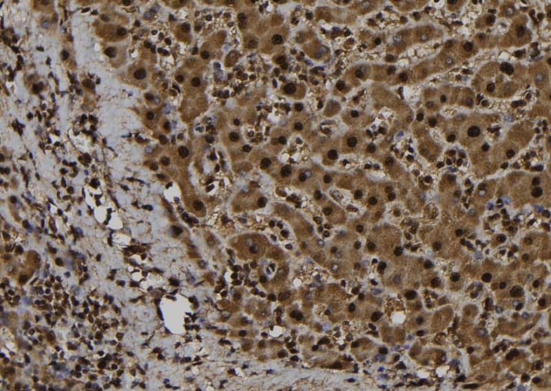 APBB1 / FE65 Antibody