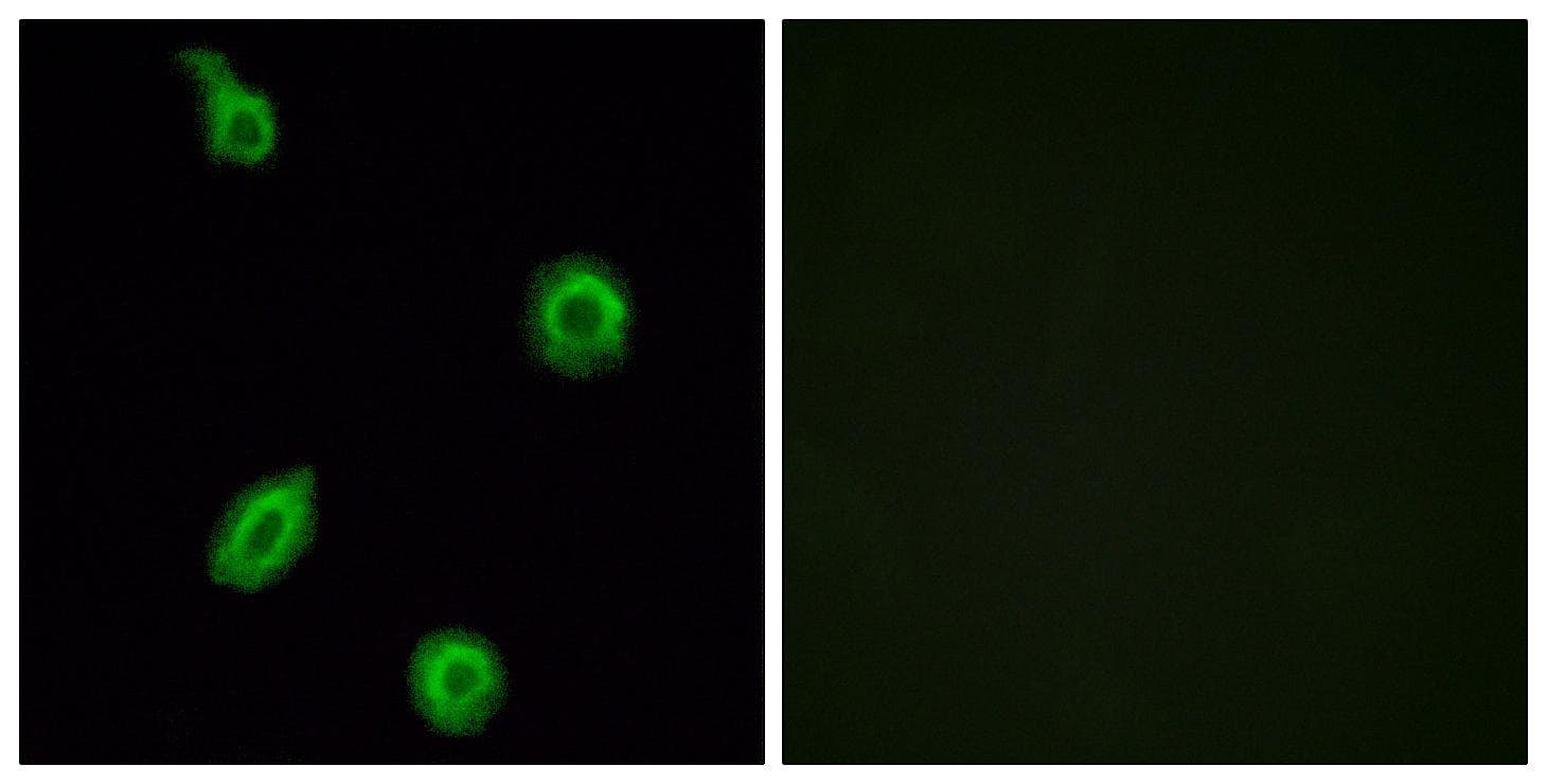 Polyclonal Rabbit anti-Mouse Htr5b Antibody (IF, WB)