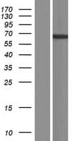 ADAD1 Protein (Over-Expression Lysate Myc-DDK (Flag))