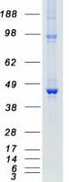 Human DAPK2 / DAP Kinase 2 Protein (Recombinant Myc-DDK (Flag))