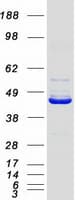 Human NECAB3 Protein (Recombinant Myc-DDK (Flag))
