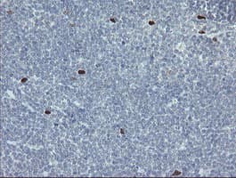 MAFB Antibody (aa32-320, clone OTI1E9)