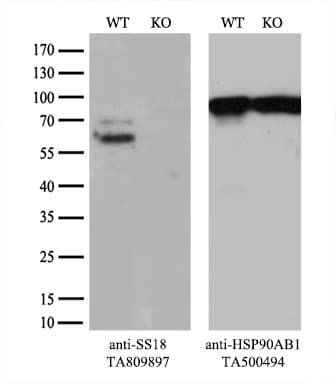 SS18 Antibody (aa227-255, clone OTI4F11)