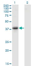 SERPINB10 Antibody (clone 2B8)