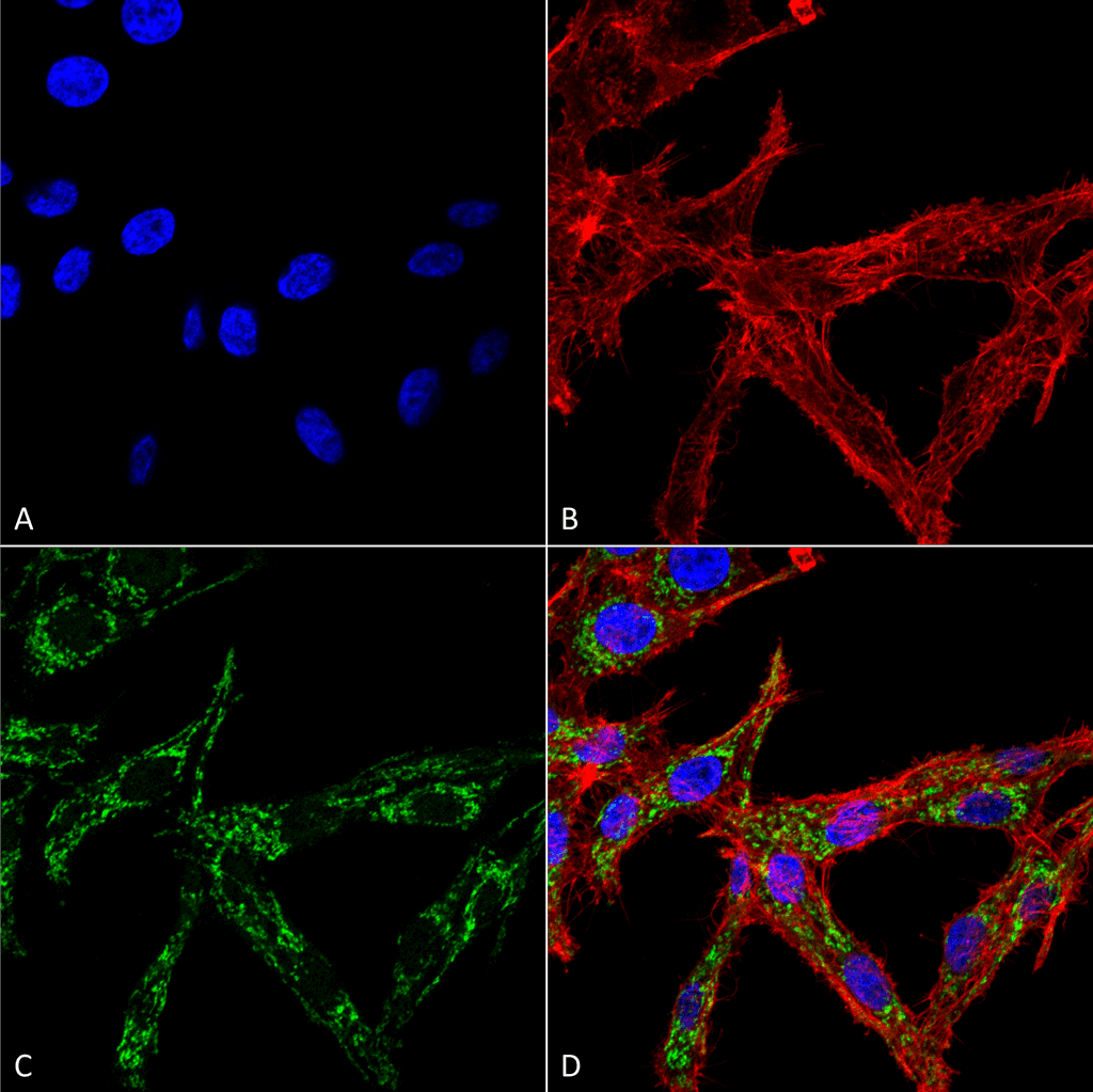 HSF2 Antibody (PerCP)