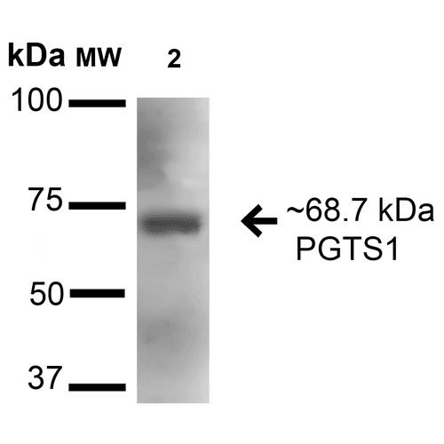 PTGS1 / COX-1 Antibody (Biotin)