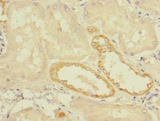 TMEM139 Antibody