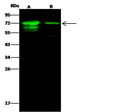 IGF2BP2 Antibody (Preservative Free)