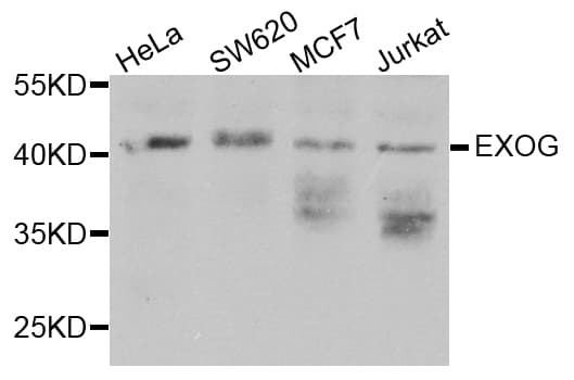 EXOG / ENDOGL1 Antibody