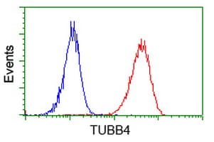TUBB4 / Tubulin Beta 4 Antibody (clone OTI6E3)