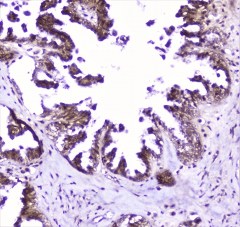 SP1 Antibody