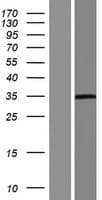 PRSS3 / Trypsin 3 Protein (Over-Expression Lysate Myc-DDK (Flag))