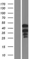 CASS4 Protein (Over-Expression Lysate Myc-DDK (Flag))