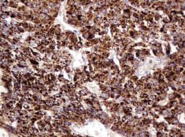 FAM234A Antibody (clone OTI3B3)