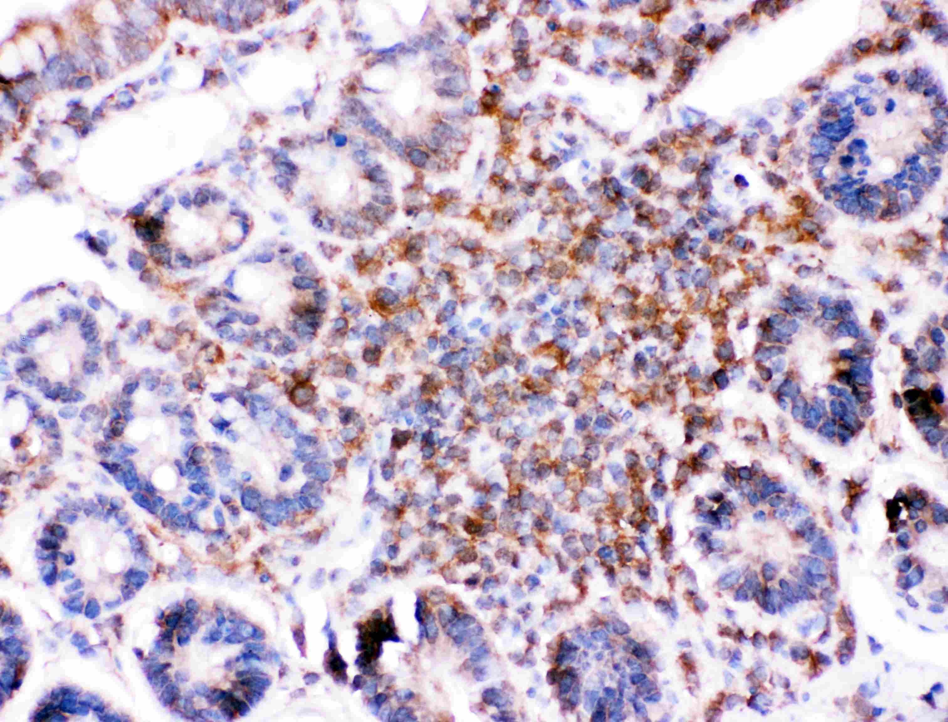BID Antibody (aa1-195)