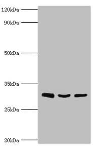 KITLG / SCF Antibody (aa26-214)