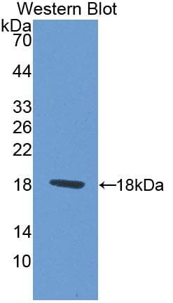 PAX6 Antibody (aa1-130)