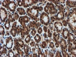 PSMA6 Antibody (clone OTI5H3)
