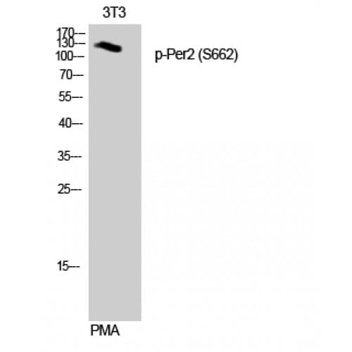 PER2 Antibody (610-690 aa)